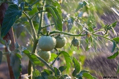Watering Tomato Plants – How Much Water Do Tomato Plants Need