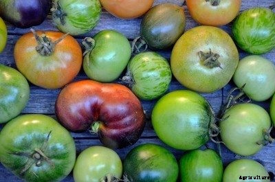 How To Turn Green Tomatoes Red & How To Store Tomatoes In The Fall