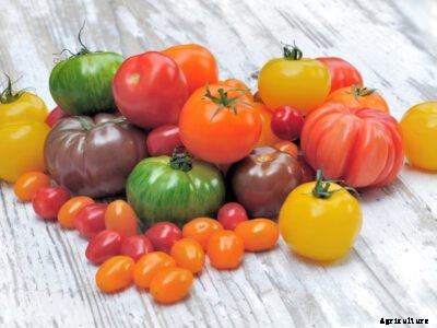 Tomato Varieties & Color: Learn About Different Tomato Colors