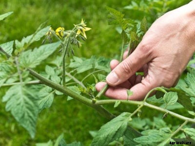 Should You Prune Tomato Plants