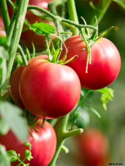 Tips for Growing Tomatoes – How to Grow Tomatoes