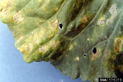 Turnip Downy Mildew Control – Treating Turnips With Downy Mildew