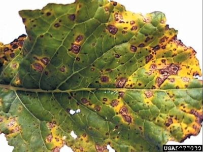 Alternaria Leaf Spot Of Turnip – Treating Turnips With Alternaria Leaf Spot