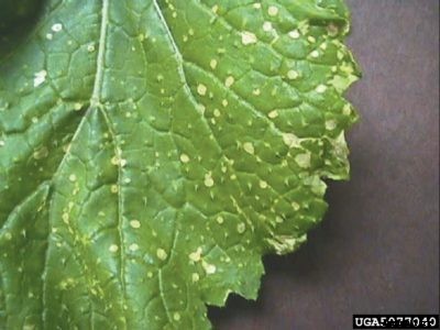 Turnip White Spot Info : What Causes White Spots On Turnip Leaves