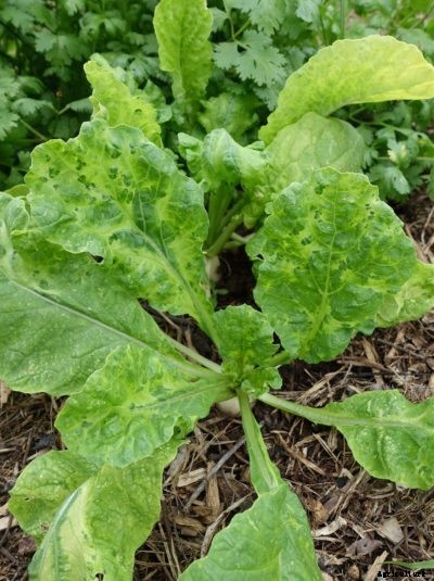 Turnip Mosaic Virus – Learn About Mosaic Virus Of Turnips