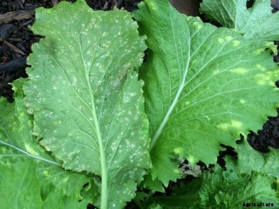 Turnips With White Rust: What Causes White Spots On Turnip Leaves