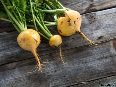 Turnips Are Cracking: What Causes Turnips To Crack Or Rot
