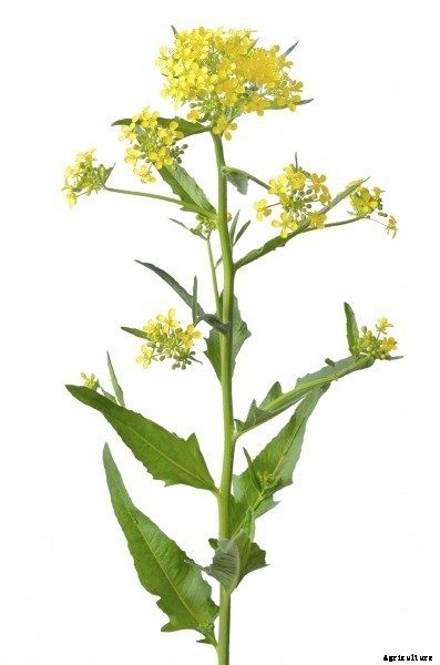 Bolting of Turnips: What To Do When A Turnip Plant Bolts