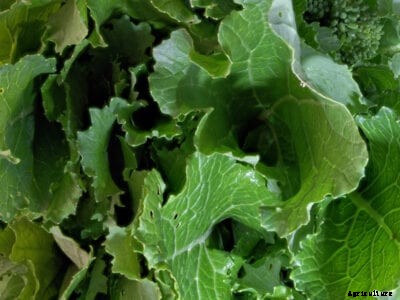 Growing Turnip Greens: Learn About The Health Benefits Of Turnip Greens