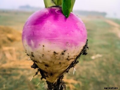 Tips For Turnips Growing In Your Garden