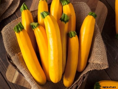 Golden Zucchini Plants: How To Grow Golden Zucchini In The Garden