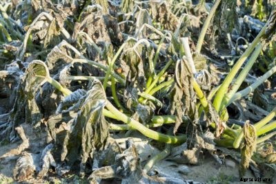 Zucchini Plant Protection: Protecting Zucchini Plants From Frost And Pests