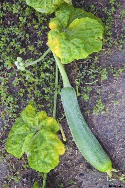 Zucchini Leaves Turning Yellow: Reasons For Yellow Leaves On Zucchini