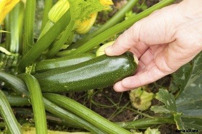 Zucchini Squash Harvesting: When Is Zucchini Ready To Pick