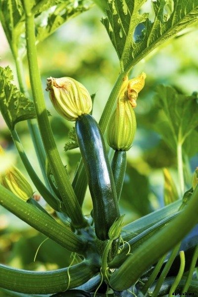 Zucchini Plant Fertilizer: Tips On Feeding Zucchini Plants