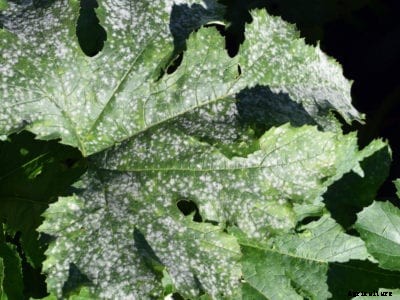 Zucchini Squash Diseases: Common Diseases Of Zucchini Plants