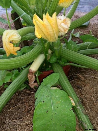 Zucchini Blossom End Rot Treatment: Fixing Blossom End Rot On Zucchini Squash