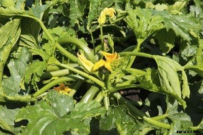 Floppy Zucchini Plants: Why A Zucchini Plant Falls Over
