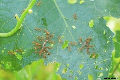 Controlling Zucchini Insects: Learn About Zucchini Pests