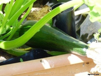 Zucchini Container Care: Tips For Zucchini Grown In Containers