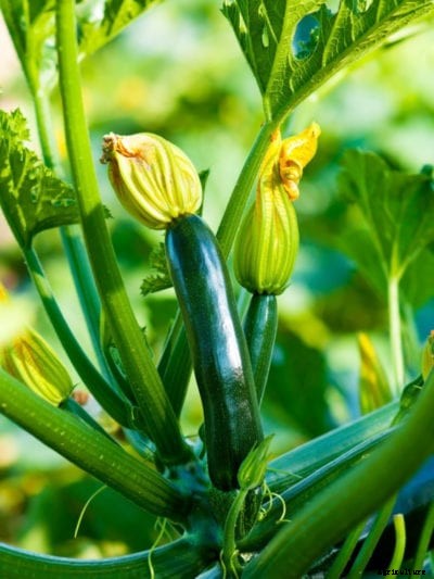 Hollow Zucchini Squash: What Causes Hollow Zucchini Fruit