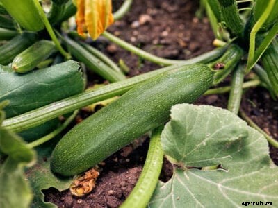 Zucchini Problems: What Causes Bumps On Zucchini