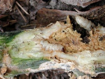 Vine Borers – When A Healthy Looking Zucchini Plant Suddenly Dies