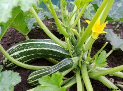 Pruning Zucchini: How To Prune Zucchini Squash