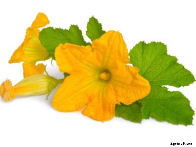 Why Zucchini Blossoms Fall Off The Plant