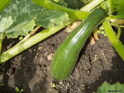 Zucchini Fruit Fall Off The Plant Before They Are Full Grown