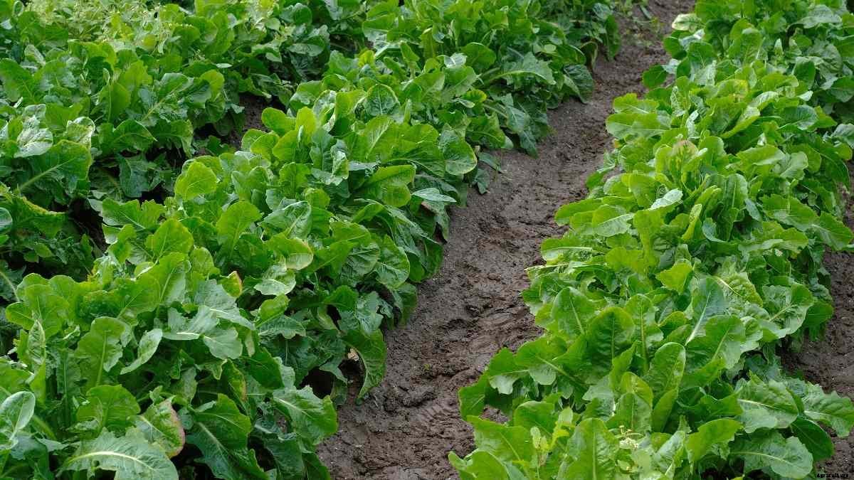 Organic Vegetable Farming Plan, Advantages