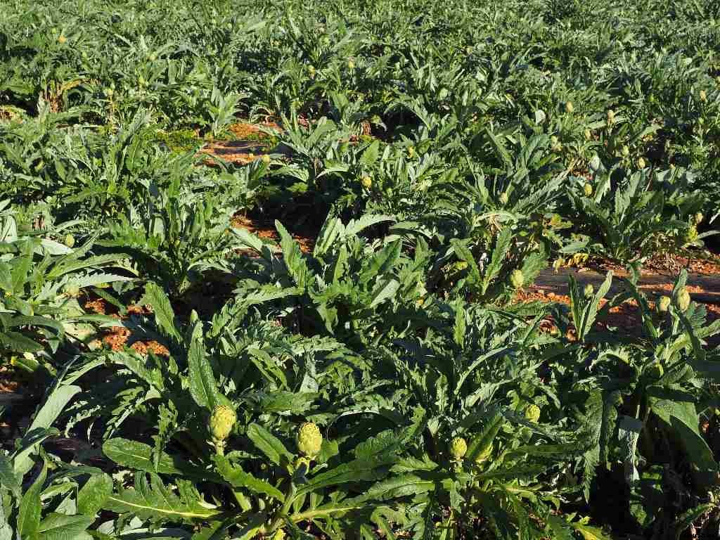 Organic Vegetable Farming Plan, Advantages