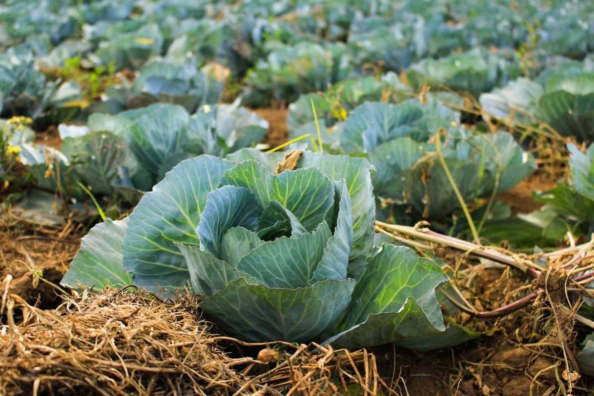 Organic Vegetable Farming Plan, Advantages