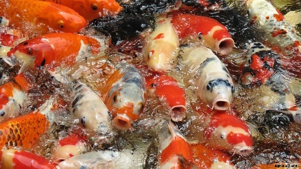 Koi Fish Food, Feeding Methods For Beginners