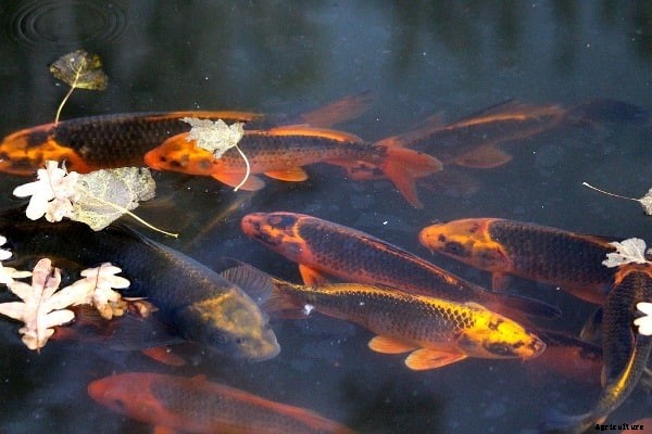 Koi Fish Food, Feeding Methods For Beginners
