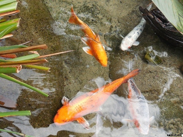 Goldfish Food, Feeding Methods Information