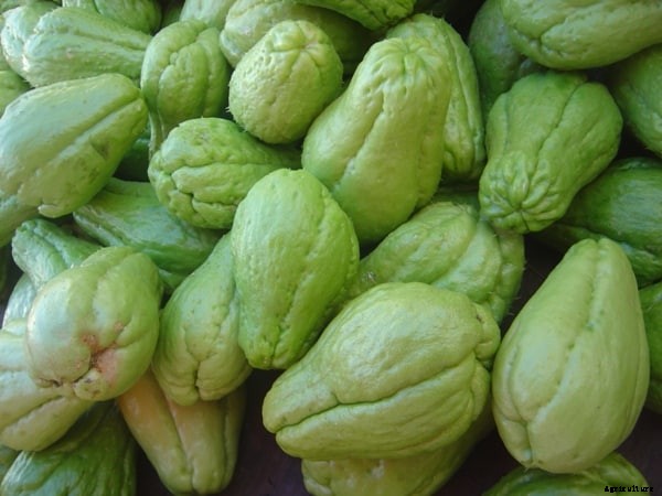 Growing Chayote Squash, Cultivation Practices
