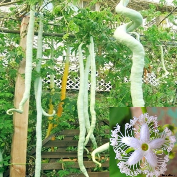 Growing Snake Gourds, Planting Method, Cultivation Process