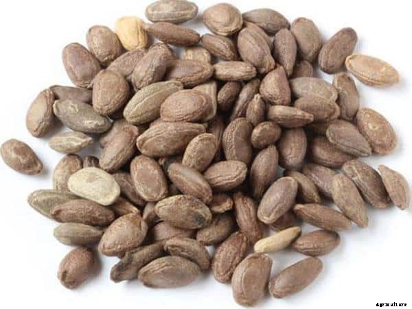 Growing Snake Gourds, Planting Method, Cultivation Process