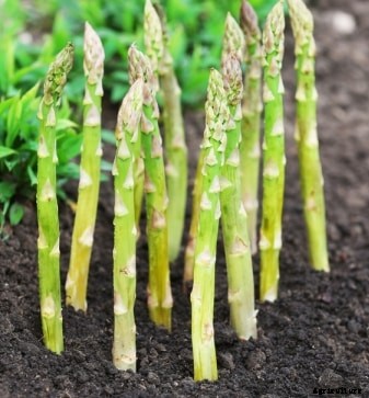 Growing Asparagus In Pots, Containers At Home
