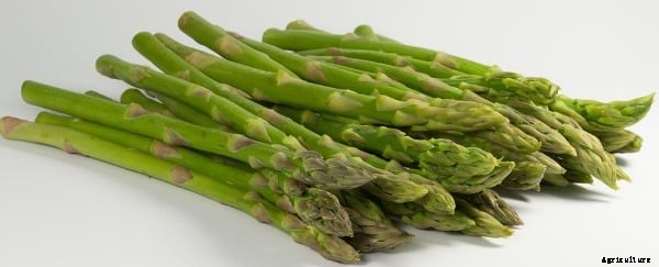 Growing Asparagus In Pots, Containers At Home