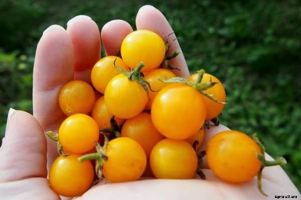 Organic Farming Business Plan Information