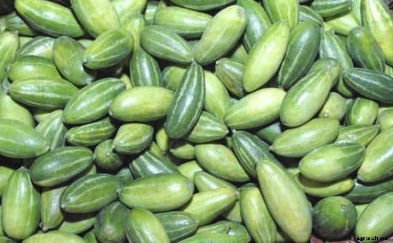 Parwal Farming (Pointed Gourd) Techniques