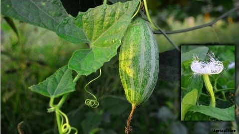 Parwal Farming (Pointed Gourd) Techniques