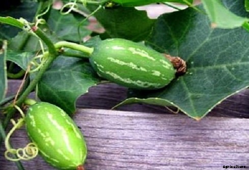 Parwal Farming (Pointed Gourd) Techniques