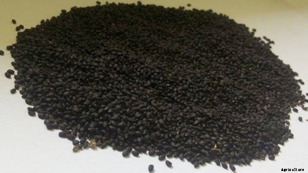 Growing Holy Basil (Tulsi) Outdoors Information