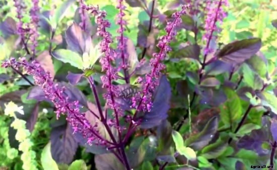 Growing Holy Basil (Tulsi) Outdoors Information