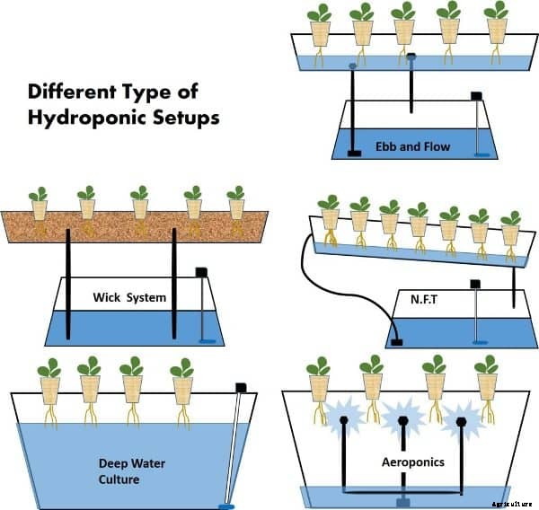 Hydroponic Growing System and Gardening