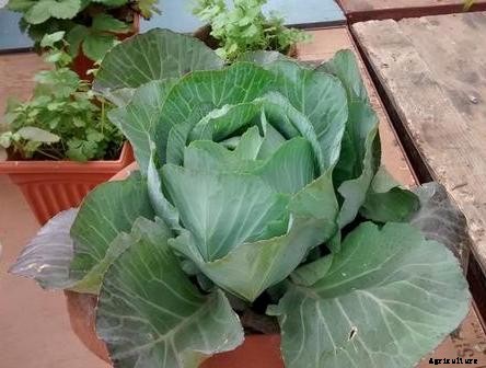 Growing Cabbage In Containers/Pots/Backyards