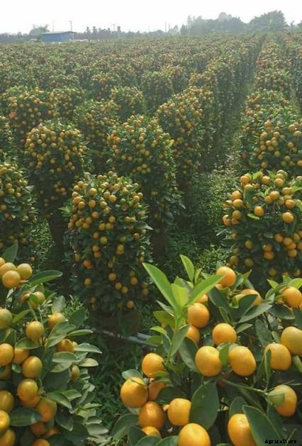 Types Of Farming and Agriculture Information